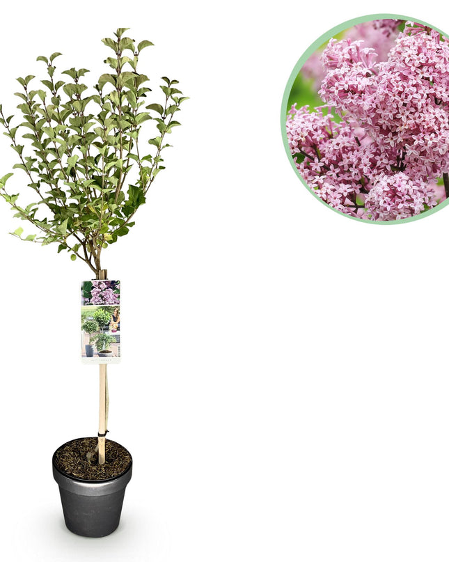 Syringa meyeri Palibin - Bladverliezend - Winterhard- Paarse Bloem - Pot 19cm Hoogte 90cm