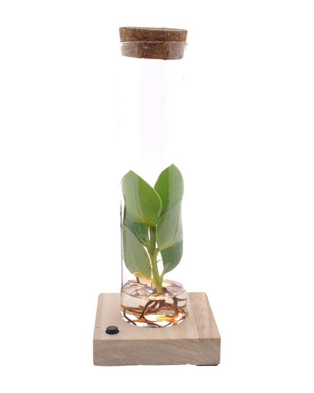 Clusia In Tube Glas + LED - Ø5cm - ↕10cm