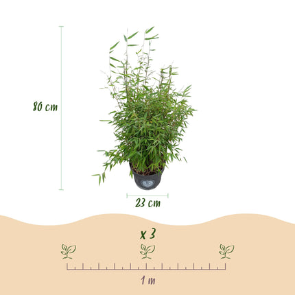 Fargesia nitida Red Dragon - Bambú No Invasivo - Perenne - Verde - 2 Plantas - Maceta 23 cm - Altura 80 cm