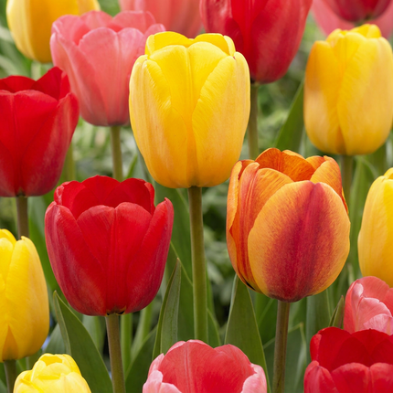 120x Tulipa Darwin-Hybride-Mix – Darwin-Tulpen-Mix – Verschiedene – Frühjahrsblüher – Zwiebelgröße 11/12