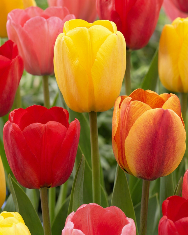 120x Tulipa Darwin-Hybride-Mix – Darwin-Tulpen-Mix – Verschiedene – Frühjahrsblüher – Zwiebelgröße 11/12