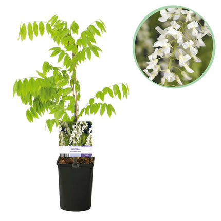 Blauwe regen - Wisteria floribunda Alba - Bloem Wit  - 1 plant - Pot 11cm Hoogte 40cm