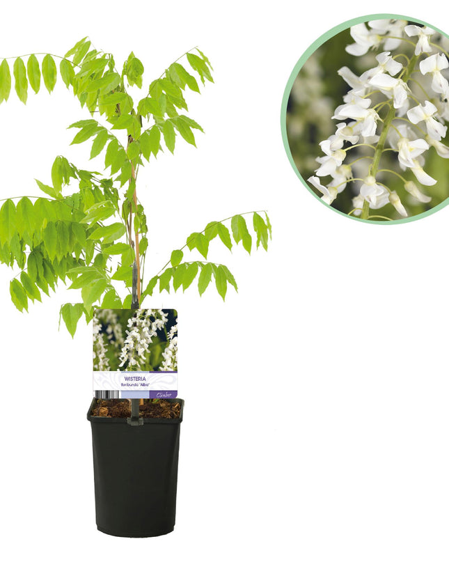 Blauwe regen - Wisteria floribunda Alba - Bloem Wit  - 1 plant - Pot 11cm Hoogte 40cm
