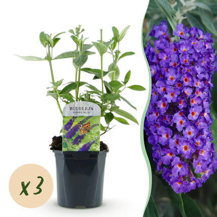 Arbuste à papillons bleu - 3 plantes - Buddleja davidii Empire Blue - Rustique - Pot 17cm - Hauteur 45cm