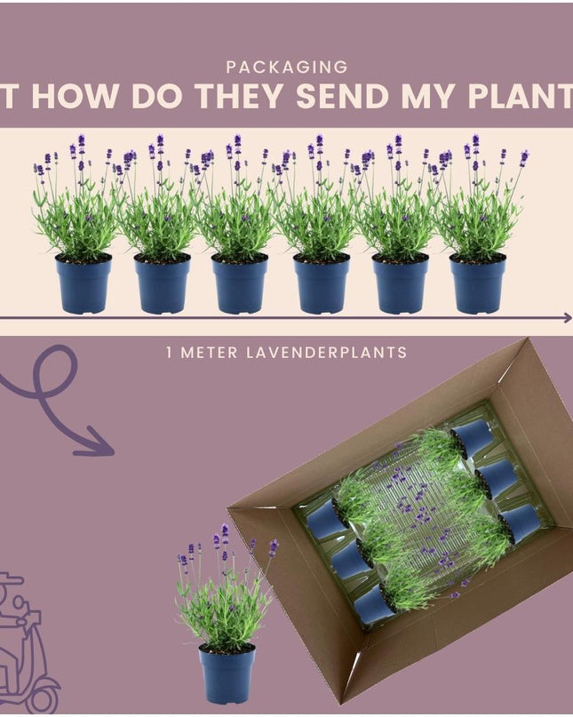 24 x Lavandula angustifolia Felice® - Ø12 cm - ↕25 cm