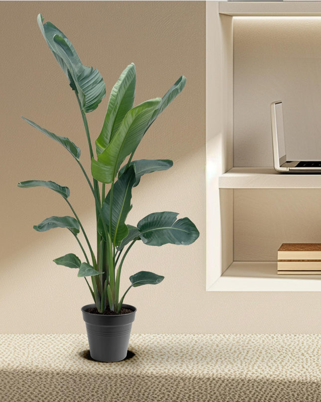 Strelitzia Nicolai XXL - 190 - 225 cm - ø27-ø30