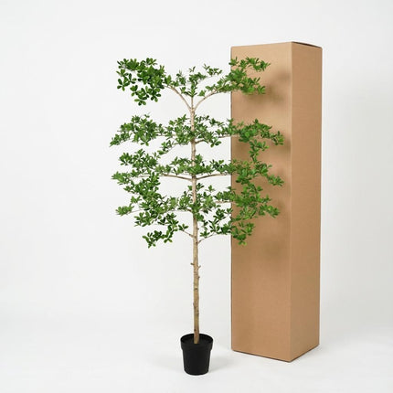 Planta artificial Bucida - 200cm