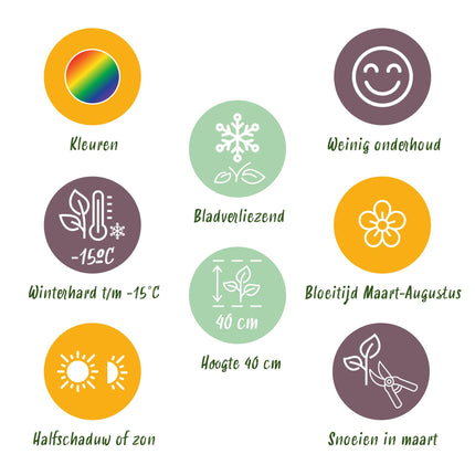 Borderpakket - Bodembedekkend - 24 Vaste planten - 3 m2 - Diversen kleuren - Weinig Onderhoud - Pot 11cm