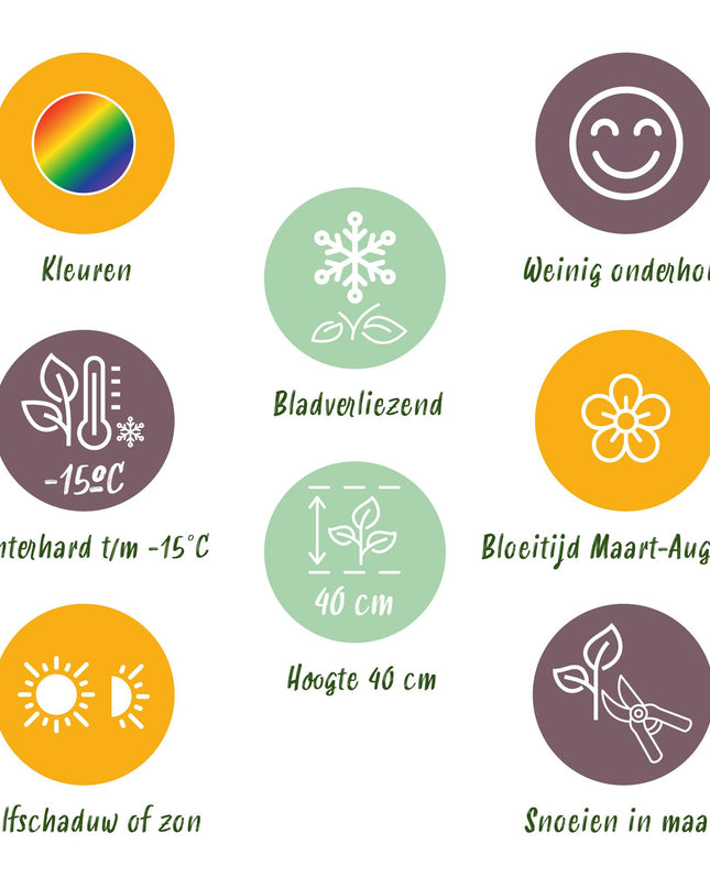 Borderpakket - Bodembedekkend - 24 Vaste planten - 3 m2 - Diversen kleuren - Weinig Onderhoud - Pot 11cm