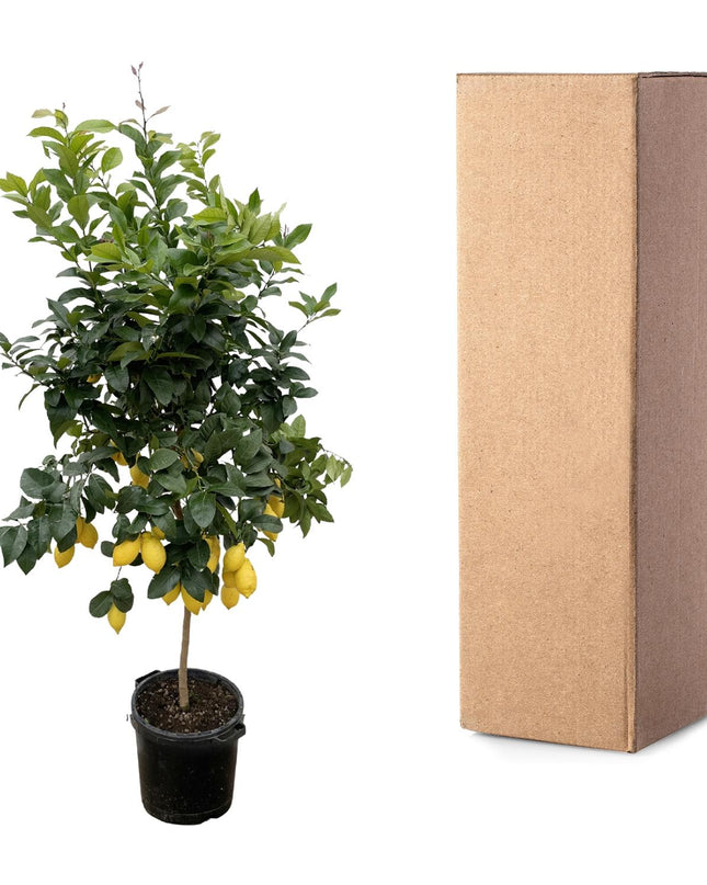 Citrus Lemon - 200cm - ø40