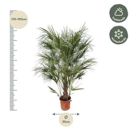 Chamaerops Humilis struik - 170cm- Ø30