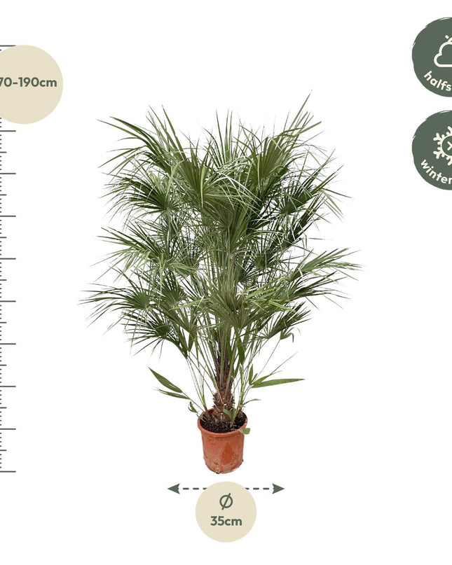 Chamaerops Humilis struik - 170cm- Ø30