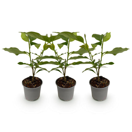 Magnolia Tricolore - Fiore Bianco-Rosa-Viola - 3 pezzi - Vaso 12 cm Altezza 30 cm