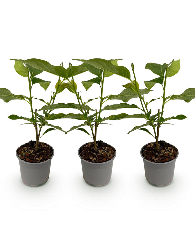 Magnolia Tricolore - Fiore Bianco-Rosa-Viola - 3 pezzi - Vaso 12 cm Altezza 30 cm