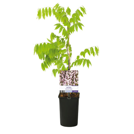 Blauwe regen - Wisteria floribunda Rosea - Bloem roze  - 1 plant - Pot 11cm Hoogte 40cm