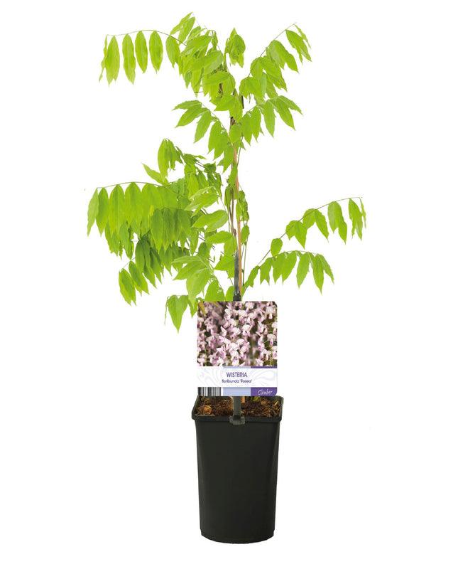 Blauwe regen - Wisteria floribunda Rosea - Bloem roze  - 1 plant - Pot 11cm Hoogte 40cm