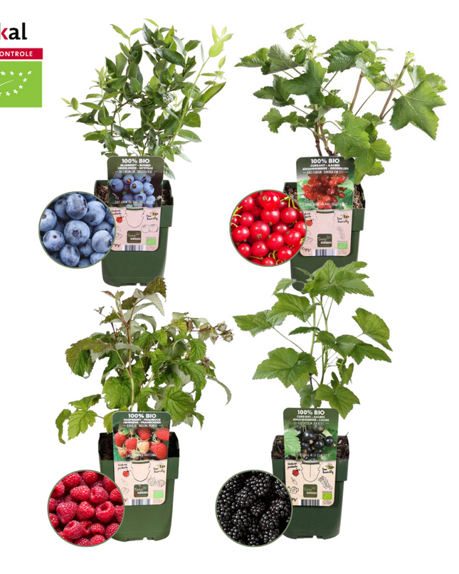 Mix di piante da frutto BIO 4 pezzi - Lampone/ Ribes/ Mirtillo/ Mora