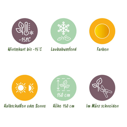 Japanse Esdoorn - 2 planten - Acer palmatum Jordan - Geel - Bladverliezend - Pot 19cm Hoogte 70cm