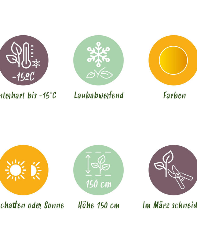 Japanse Esdoorn - 2 planten - Acer palmatum Jordan - Geel - Bladverliezend - Pot 19cm Hoogte 70cm