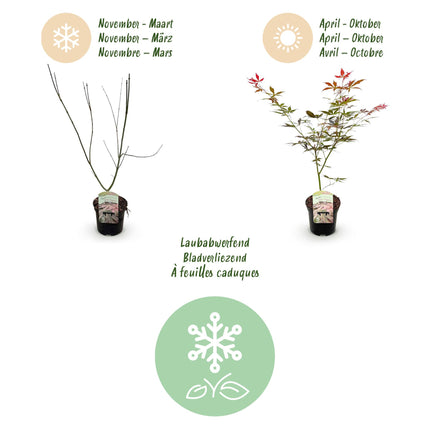Japanse Esdoorn - Acer palmatum Sumi-nagashi - Rood - 2 stuks - Pot 19cm Hoogte 70cm