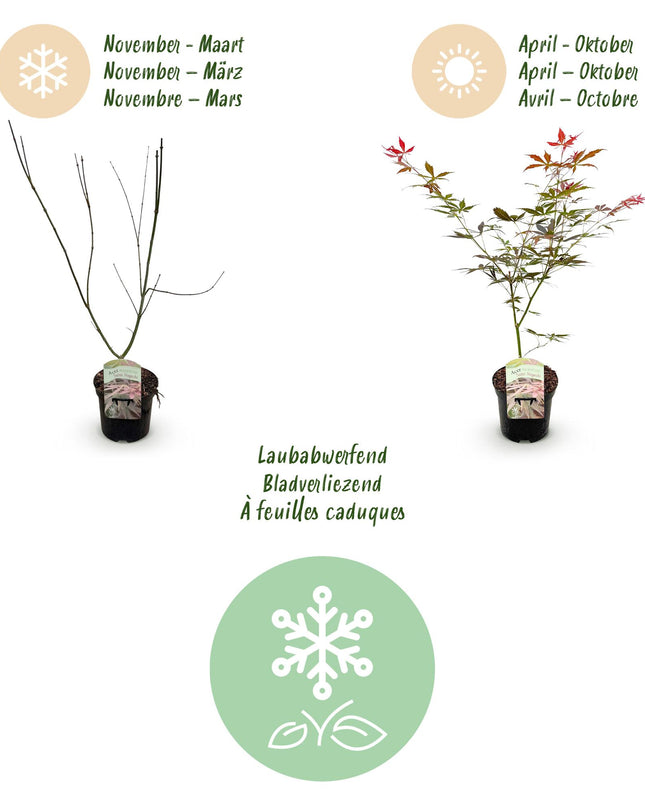 Acero giapponese - Acer palmatum Sumi-nagashi - Rosso - 2 pezzi - Vaso 19 cm Altezza 70 cm