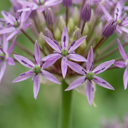 120x Allium Christophii – Sternkugel-Lauch – Violett – Sommerblüher – Zwiebelgröße 10/12