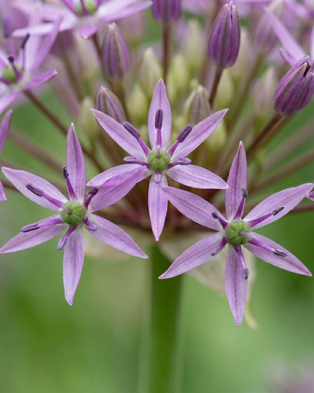 120x Allium Christophii – Sternkugel-Lauch – Violett – Sommerblüher – Zwiebelgröße 10/12