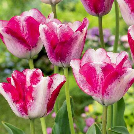 48x Tulipa Mata Hari - Tulipano Mata Hari - Rosa e bianco - Fioritura primaverile - Calibro del bulbo 11/12