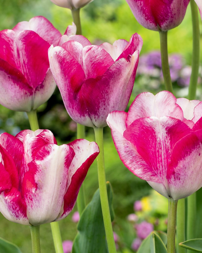 48x Tulipa Mata Hari - Tulipán Mata Hari - Rosa y blanco - Planta de floración primaveral - Tamaño del bulbo 11/12