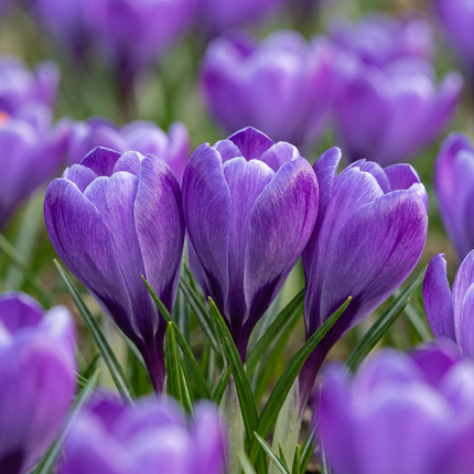 120x Crocus Blue - Blauer Krokus - Blau - Verwilderungszwiebel - Zwiebelgröße 7/8