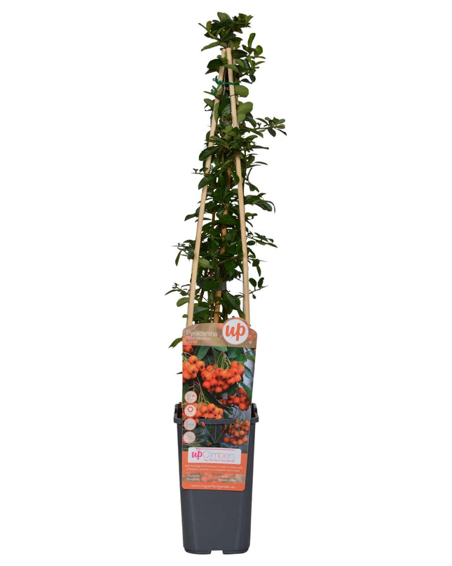 Pyracantha 'Orange Glow' - Ø15cm - ↕65cm