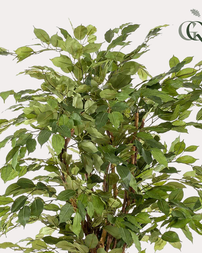 Kunstplant - Ficus liana  - Vioolbladplant - ↕ 170cm