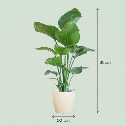 Strelitzia Nicolai con maceta Potter blanca - 80 cm - Ø21