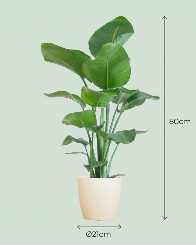Strelitzia Nicolai con maceta Potter blanca - 80 cm - Ø21