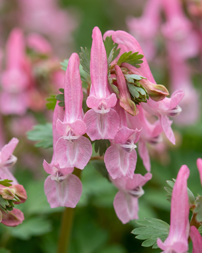 80x Corydalis Beth Evans - Corydalis Beth Evans - Blanco y morado - Bulbo para naturalizar - Calibre del bulbo 6/+
