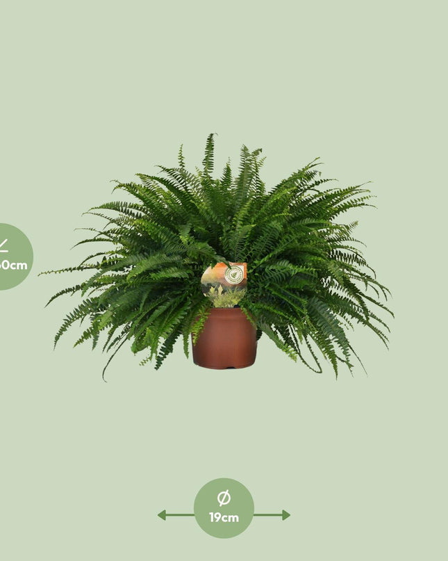 Nephrolepis Green Lady - Ø19cm - ↕60cm