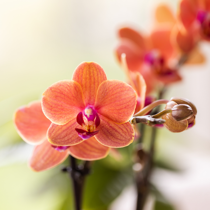 Set de regalo de orquídeas Leopardo | Bolzano orquídea naranja Ø9cm + planta verde Ø6cm – incluye macetas decorativas de leopardo y bandeja negra – fresco del cultivador