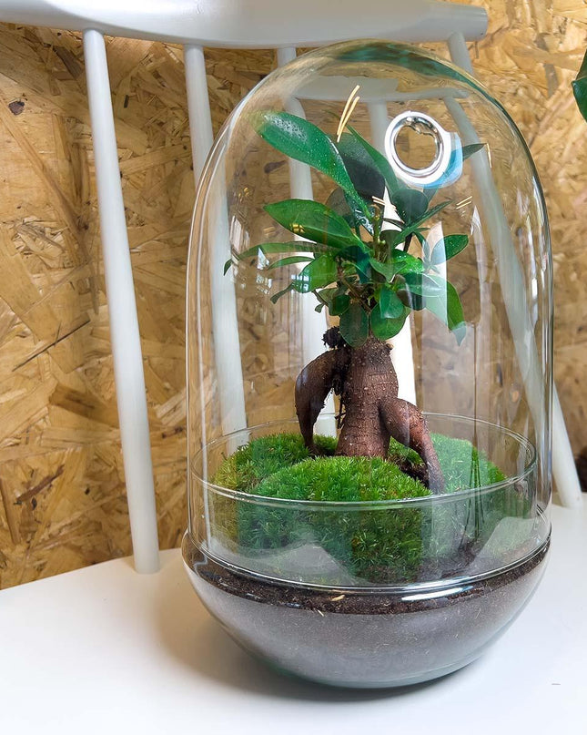 DIY terrarium - Egg XL Bonsai - ↕ 30 cm