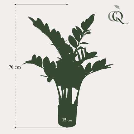 Kunstplant - Zamioculcas - Kamerpalm - ↕ 70 cm