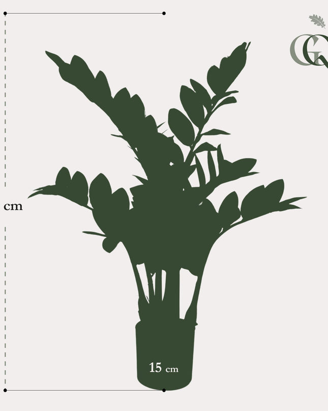 Kunstplant - Zamioculcas - Kamerpalm - ↕ 70 cm