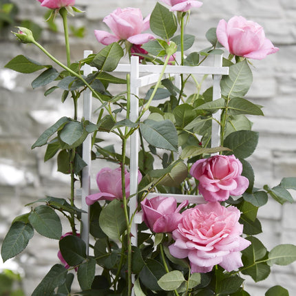 Rosa Crazy in love 'Pink' - Roze Roos - Ø15cm - ↕65cm
