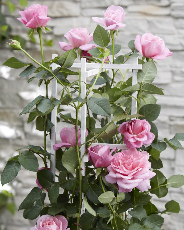 Rosa Crazy in love 'Pink' - Roze Roos - Ø15cm - ↕65cm