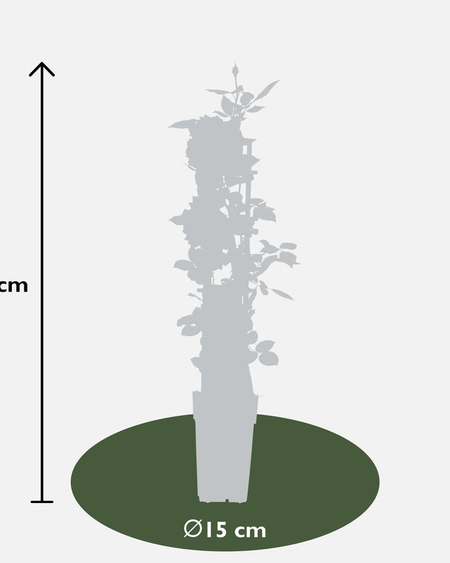 Rosa Crazy in love 'Vanilla' - Creme Roos - Ø15cm - ↕65cm