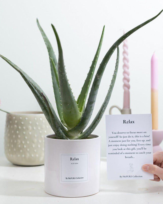 Aloe Vera Gift "Relax" met wenskaart - Ø12cm - ↕40cm