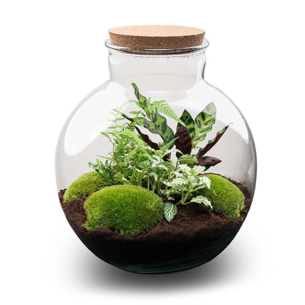 DIY Planten terrarium (met verlichting) - Bolder Bob - Ø 31 cm ↕ 30 cm - No tools