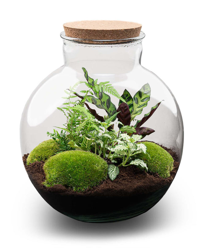 DIY Planten terrarium (met verlichting) - Bolder Bob - Ø 31 cm ↕ 30 cm - No tools