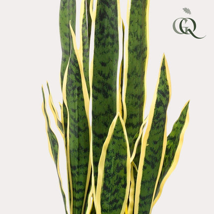 Kunstplant - Sanseveria Trifasciata - Vrouwentong - ↕ 97 cm