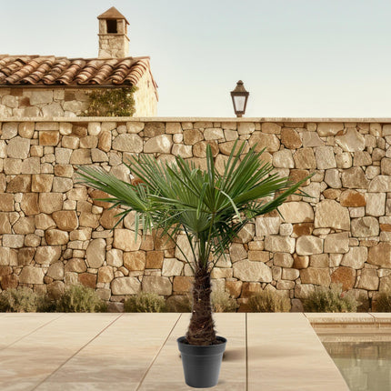 Trachycarpus Fortuneii - 220 - 240cm - Ø45