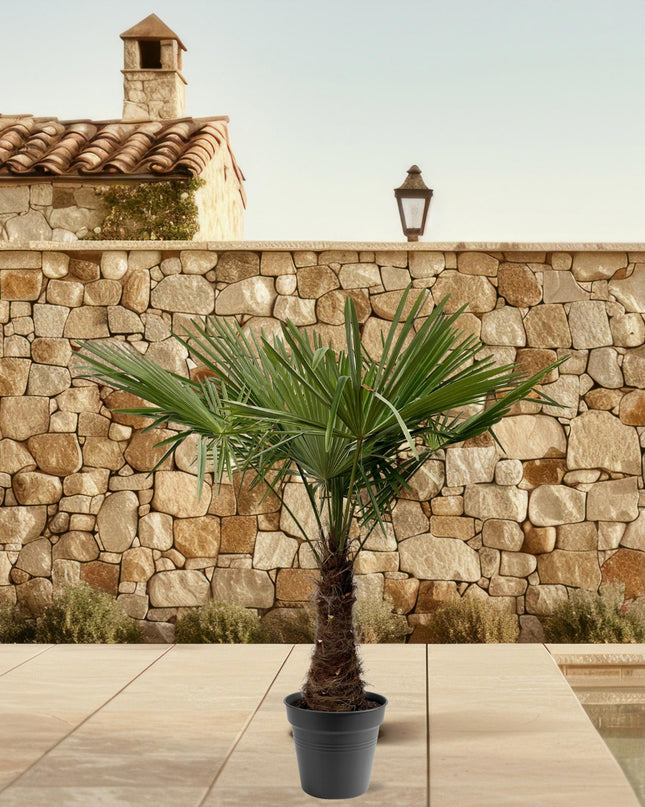Trachycarpus Fortuneii - 220 - 240cm - Ø45