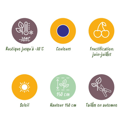 Honeyberry Fruit Plants - 6 Plants - Lonicera caerulea Kamtschatica - Hardy in Winter - Pot 9 cm - Blue Berry